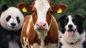 Звуки животных для детей - Учим диких и сельскохозяйственных животных | Веселые видео с животными