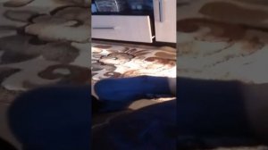 слушаем музыку. из Яндекс музыки в разделе дежавю.