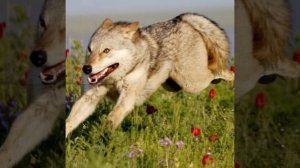 Алгайские степи,сл.@Ю.Колчак,ИИ