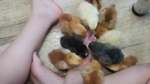 цыплята кушают