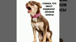 Пословица "Собака, что лаешь?"