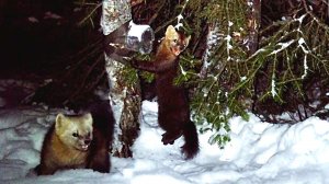 Бонни и Клайд на медовой охоте