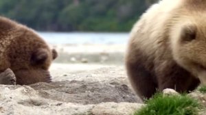 Сезон весенней охоты на медведя открылся в Нижегородской области