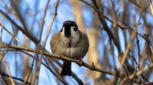 Воробьишка отдыхает