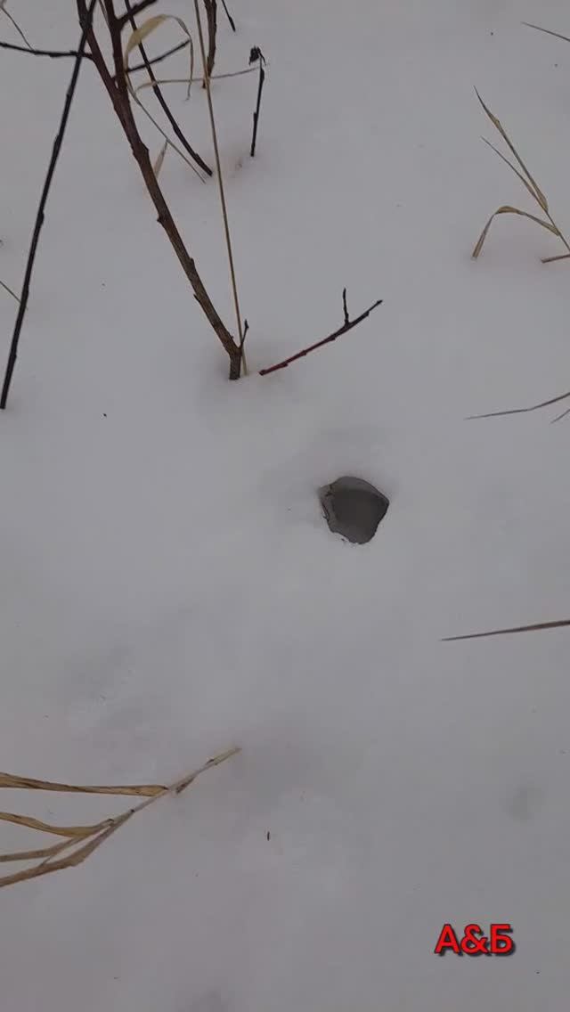 Лежка леммингов