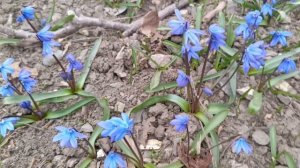 Пролески! Полянка нежности💚