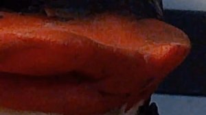 Смешарики эдит