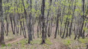 Sharmax powermax 190