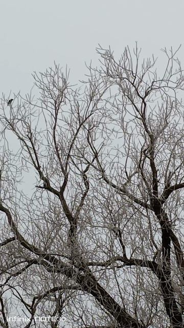 Скворцы весна