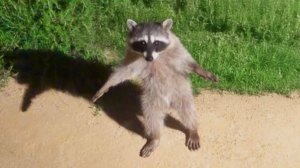 ЛУЧШИЕ ПРИКОЛЫ 2026 СМЕШНЫЕ ЖИВОТНЫЕ, КОТЫ, КОТИКИ, САМОЕ СМЕШНОЕ ВИДЕО