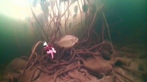 Неудачная рыбалка