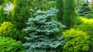 Хвойные деревья, на вашем участке !