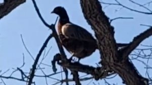 Весенний выход с собакой. Нашли фазана