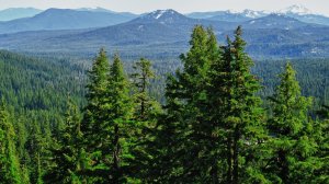 Тайны тайги  Истории про лес  Истории таёжных охотников  Охотничьи байки