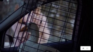 Ландыши 1 сезон 2 серия 7 часть