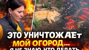 ❗️ЭТО УНИЧТОЖАЕТ МОЙ ОГОРОД❗️Я НЕ ЗНАЮ, ЧТО ДЕЛАТЬ…