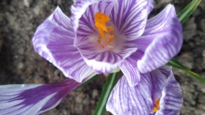 Мой не красный, но прекрасный крокус, огромный крокус, первоцветы в саду