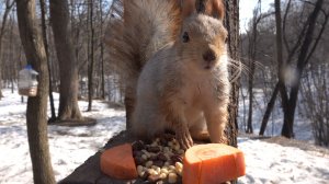 Снова прибежала копия Толстой. Зарисовка