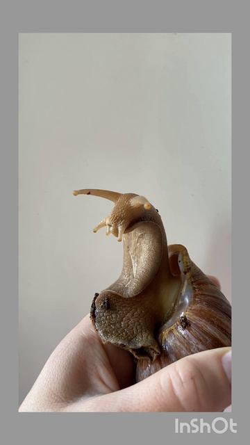 любопытная улитка