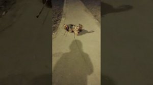 Мы идём гулять с собакой! | 21-мар-2026