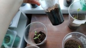 Полив рассады