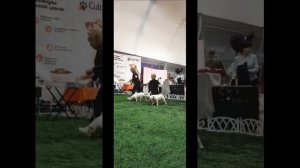 21.03.2026 г. Рейтинговая выставка "Черноземье-1"+specialty, Воронеж. Судья Александр Шишкин, Минск