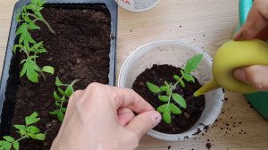 Пикирую РАССАДУ ТОМАТОВ всегда ТАК!  Секреты успешной пикировки томатов - 100% приживаемости рассады