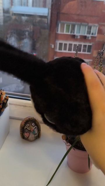 вау 🥰 новый зайчик 
у меня был др,🥳