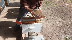 Нет яйцекладки, матка не сеет.