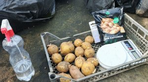 Картофель в мешке 10л: посадка, протравливание и досыпка | Эксперимент с пролонгированным удобрением