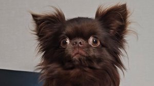 Цезарион Кинг Леон - в продаже есть щенки от Лёвы #купить_щенка_чихуахуа_продаю +79215950848