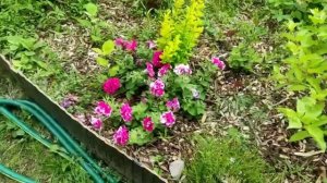 66-Дача..первые Кабачки😁10.07.22