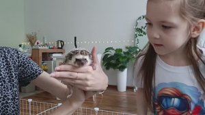 🦔 Волшебное знакомство с ёжиками: Настя и мама в антикафе «Колючая шишка»! 🦔