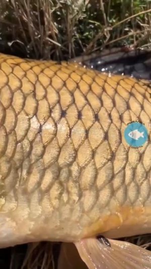 Клип @zatropheem