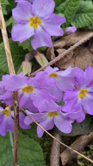 цветок цветок 95