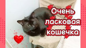 ОЧЕНЬ ЛАСКОВАЯ КОШЕЧКА.