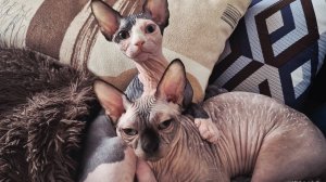 Нападение на рыбов 😺