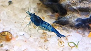 🎉 Мини‑аквариум в подарок на 5‑летие: сюрприз для маленькой любительницы рыбок! (Готово) 🐠