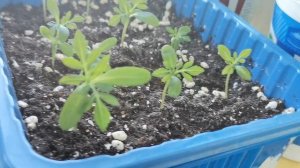 20.03.2026.Рассада под естественным освещением. Посев пряных трав.