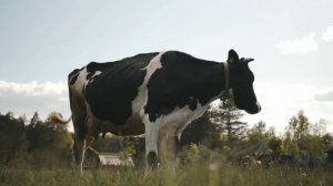 Песня про уничтожение коров в поддержку тружеников села.