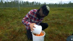 700 евро за два дня сбора лесных ягод в Финляндии