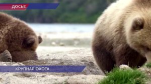 Сезон охоты на медведей стартовал