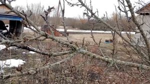 Обрезаю колоновидных яблони