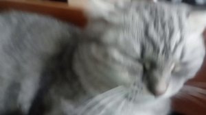 3 Песни подря́т