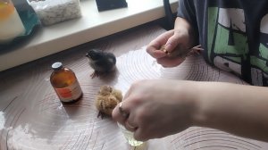 21-03-2026 Ох уж, эти цыплята / клетка для цыплят.