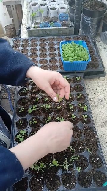 20.03.2026г. Пикировка сеянцев.