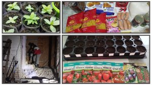 Сею томаты на рассаду 🌱 закупка продуктов | почти доломали стену