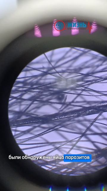 Клещи у крысы. Лечение в ветеринарной клинике в Калуге Жизнь.