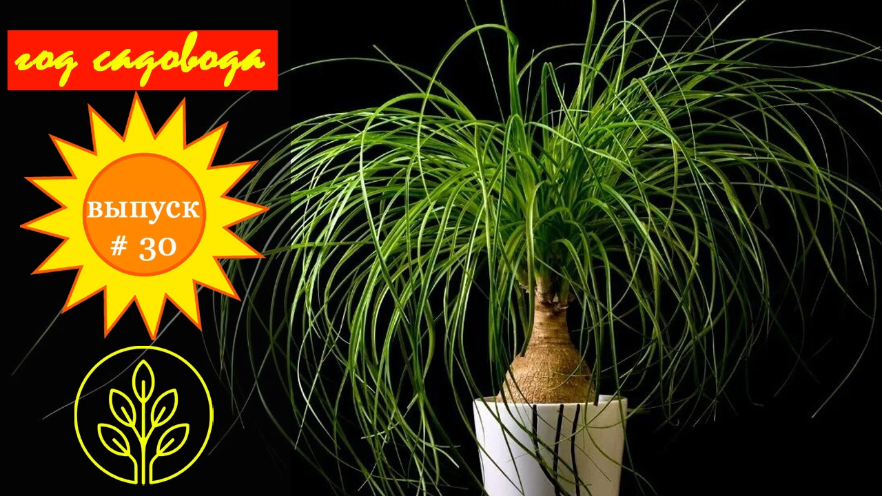 Год садовода#30 Бокарнея