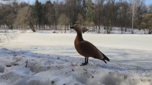 Огарь. Красная уточка. Утка скользит по льду. Март 2026